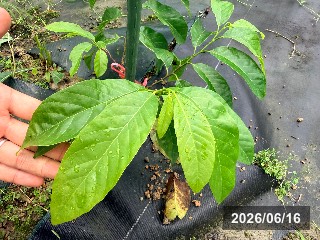 コウキンホウシャカ 紅金寶釈迦