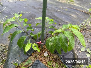 コウキンホウシャカ 紅金寶釈迦