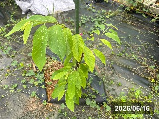 ミツトウ 蜜桃