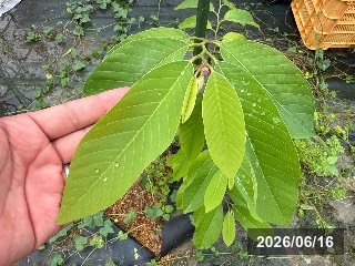 ミツトウ 蜜桃