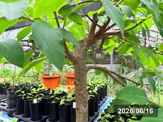 ジェフナー
