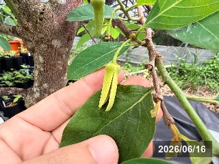 ジェフナー