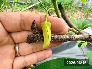 ジェフナー