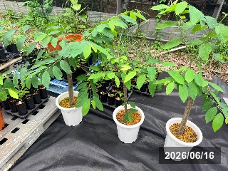 ジェフナー