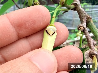 ジェフナー
