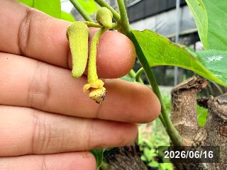 ジェフナー