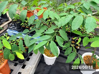 ジェフナー