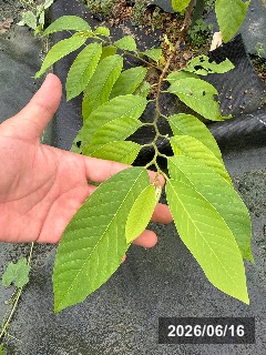 コムラ　巨無羅