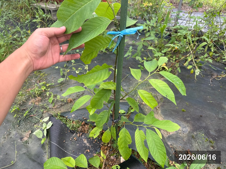 コムラ 巨無羅