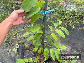コムラ　巨無羅