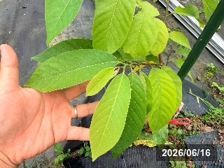 シャカパイン 台湾アテモヤ