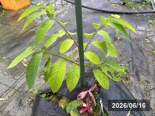 シャカパイン 台湾アテモヤ