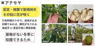 アテモヤ
