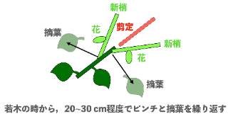 アテモヤ