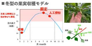 アテモヤ