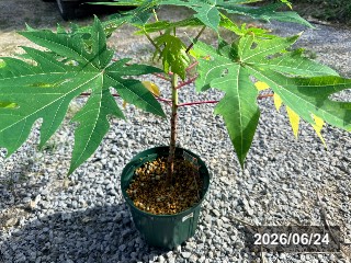 鉢植え栽培中