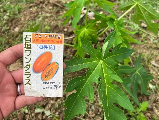石垣ワンダラス
