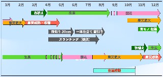 パパイア