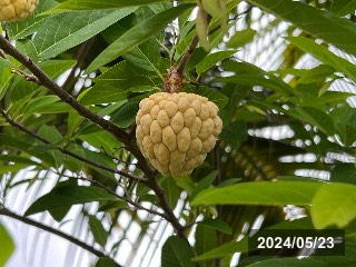 タイで見つけた黄色い釈迦頭