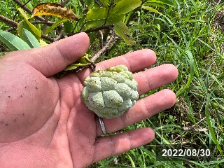 釈迦頭