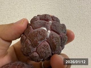 カイガラムシ