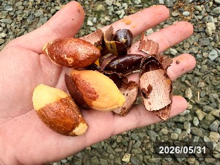 カニステルは殻を破ると発芽はやい