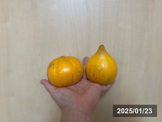 カニステル