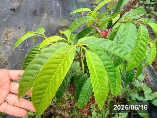 ギュウシンリ