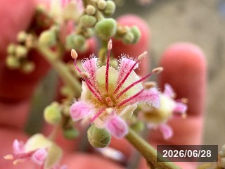 雄花