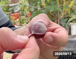 果肉