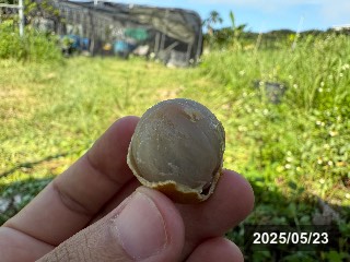 リュウガン