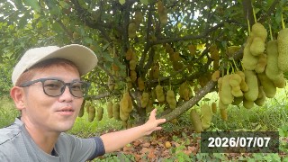 台湾(六亀)で見つけたコパラミツ