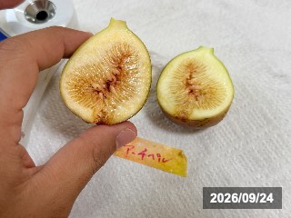 アーチペル