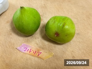 コナドリア