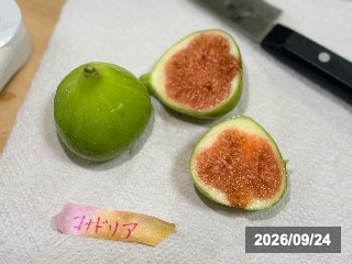コナドリア