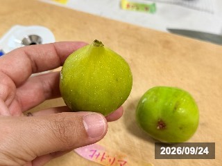 コナドリア