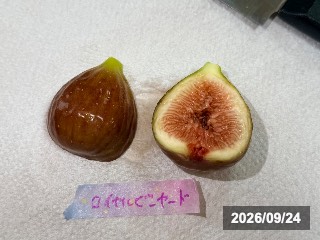 ロイヤルビンヤード
