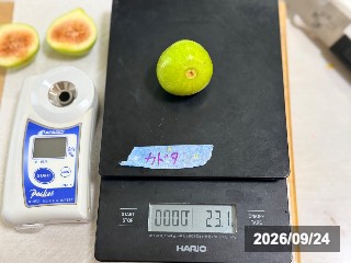 23.1g