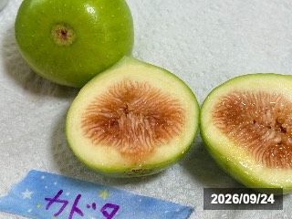 カドタ