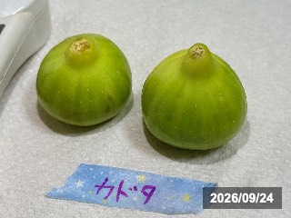 カドタ