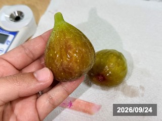 バナーネ