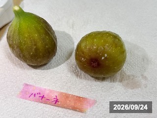 バナーネ