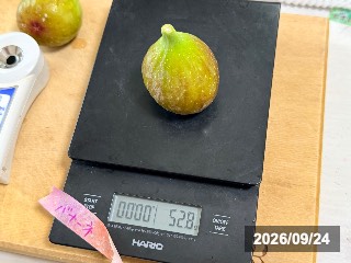 52.8g