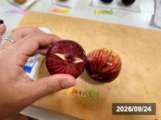 桝井ドーフィン