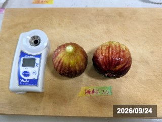 桝井ドーフィン