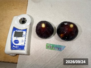 ビオレソリエス