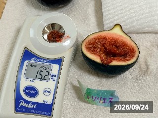 ビオレソリエス