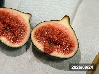 ビオレソリエス