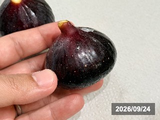 ビオレソリエス