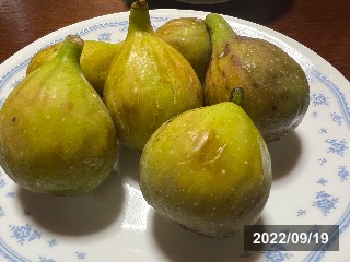 イチジク